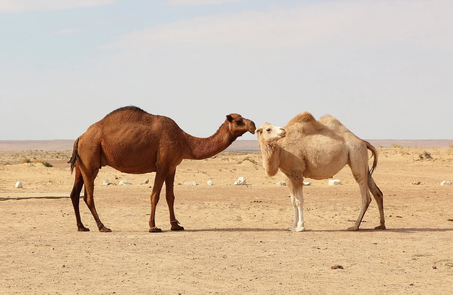 Camels in the desert near Aydarkul Lake