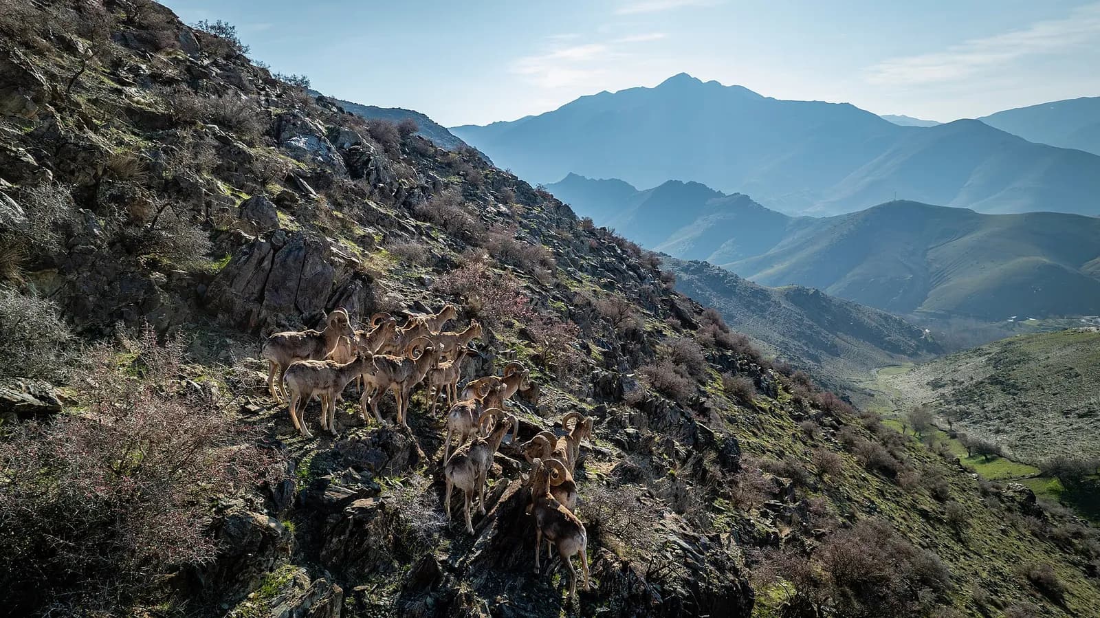 A herd of Severtsov argali on the slopes of the Nuratau Mountains